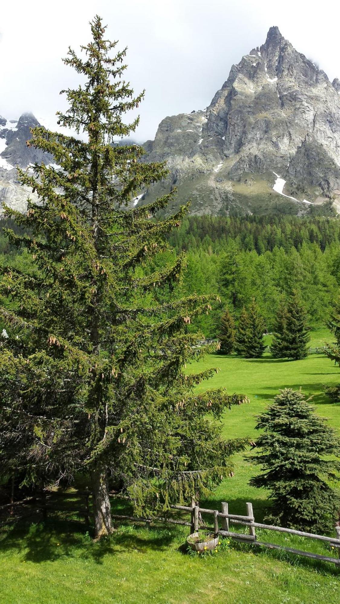Hotel Locanda Belvedere Courmayeur Ruang foto